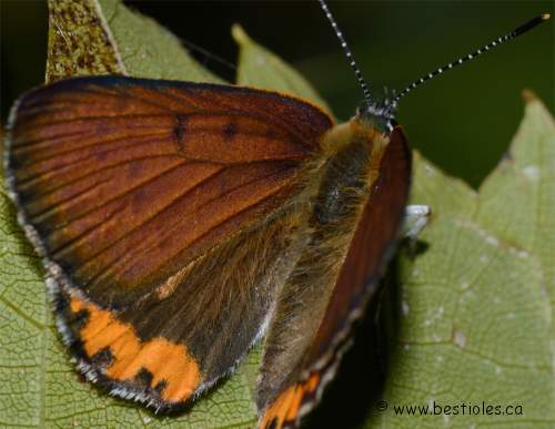 Photo de papillon bronzé mâle