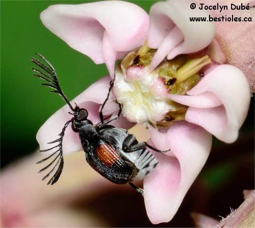 Photo de bruche (Megacerus discoidus)
