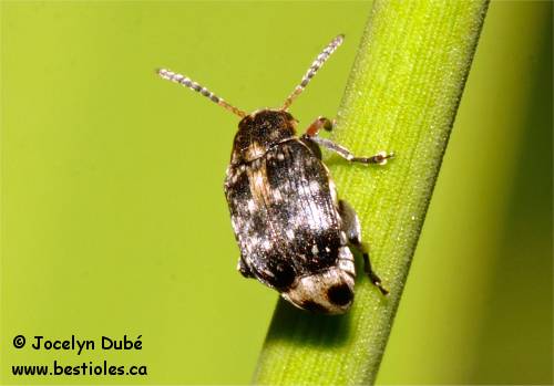 Bruche du pois (Bruchus pisorum)