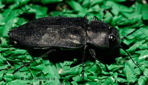 Photo d'un bupreste aux �lytres pointues (Melanophila acuminata)