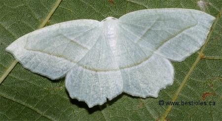 Photo d'une arpenteuse perl�e (Campaea perlata)