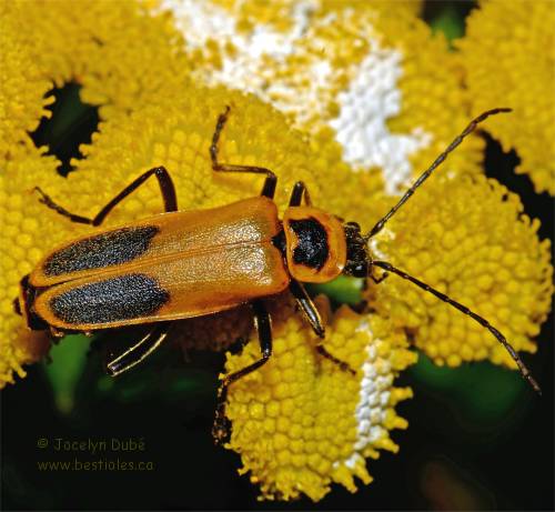 Photo de cantharide de pennsylvanie (Chauliognathus pensylvanicus)