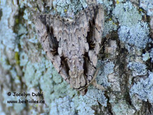 Liken�e orang�e du saule (Catocala amatrix)