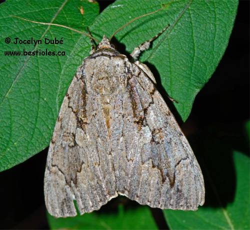 Liken�e obscure du caryer (Catocala obscura)
