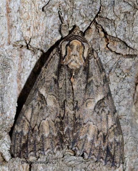 Photo de Liken�e orang�e commune (Catocala parta)