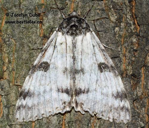 Liken�e blanche (Catocala relicta)