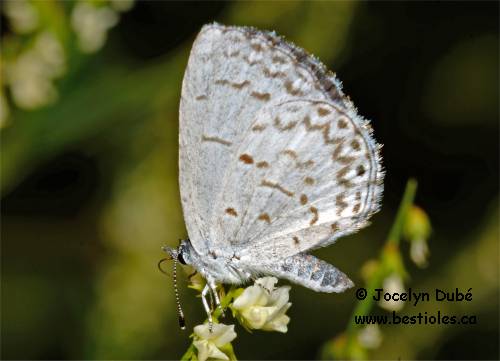Photo de la face ventrale des ailes d'un Azur estival - Celastrina neglecta