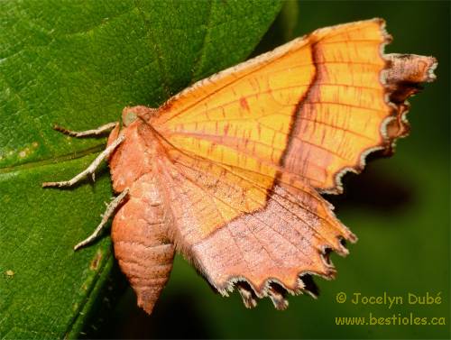 Photo de g�om�tre Cepphis armataria