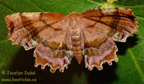 Photo de papillon Cepphis armataria