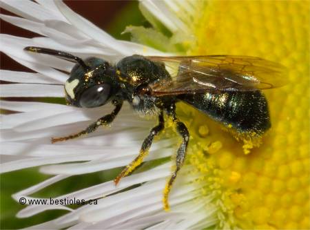 Photo de Ceratina