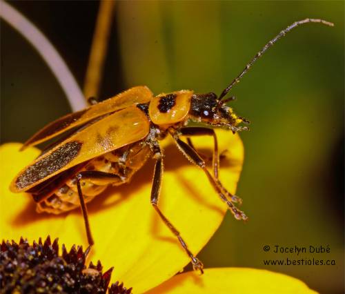 Cantharide de pennsylvanie (Chauliognathus pensylvanicus)