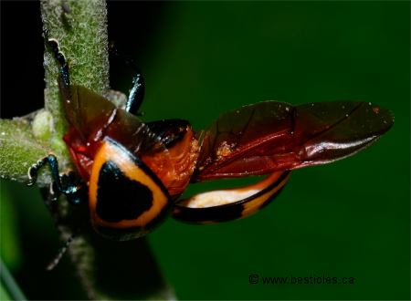 Photo d'une chrysom�le qui s'envole