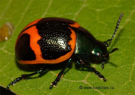 Photo d'une Chrysom�le de l'ascl�piade - Labidomera clivicollis