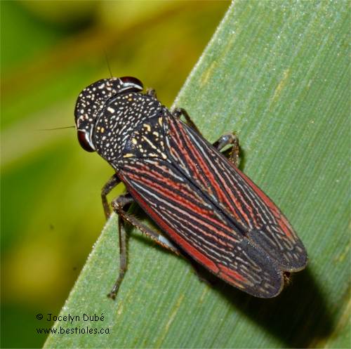 Photo de Cicadelle striée