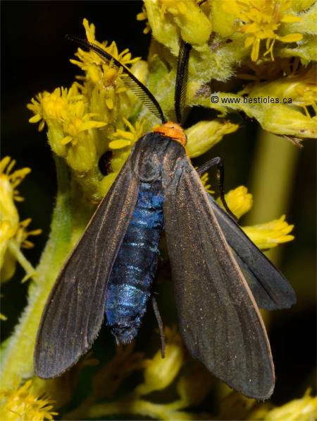 Photo de Cisseps � col orang� - Cisseps fulvicollis