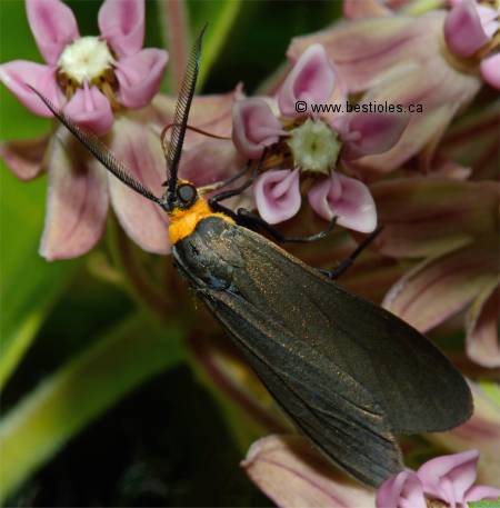 Photo de Cisseps fulvicollis