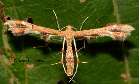 Photo d'un pt�rophore de l'�glantier (cnaemidophorus rhododactylus)