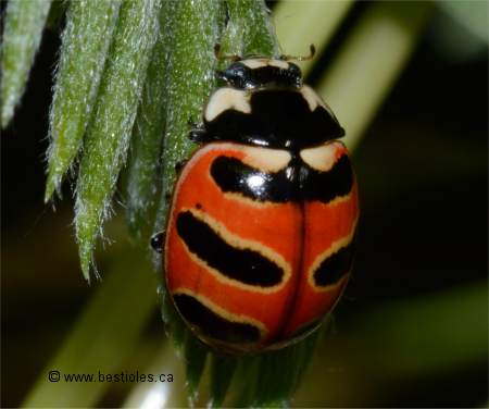 Photographie d'une coccinelle � trois bandes