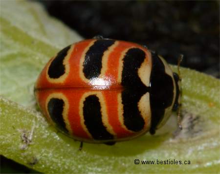 Photo de coccinelle � 3 bandes - Coccinella trifasciata