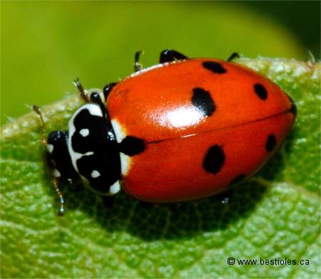 Photo d'une coccinelle des friches - Hippodamia variegata