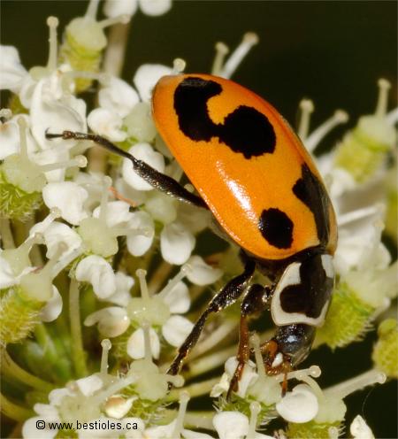 Photo de coccinelle parenth�se - Hippodamia parenthesis
