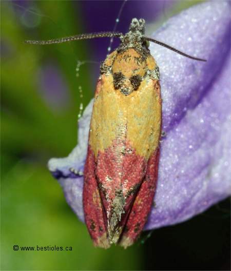 Photo de Cochylis oenotherana