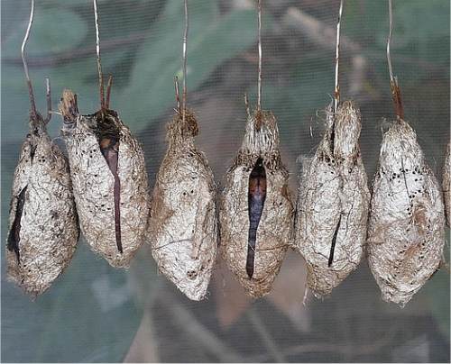 Cocons de papillons