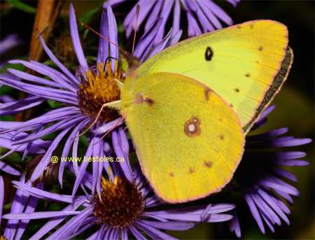 Photo d'un coliade de la luzerne (Colias eurytheme)