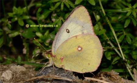 Photo de coliade du tr�fle (Colias philodice)