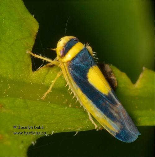 Photo de Colladonus clitellarius