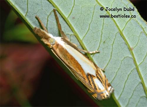 Crambus agitatellus