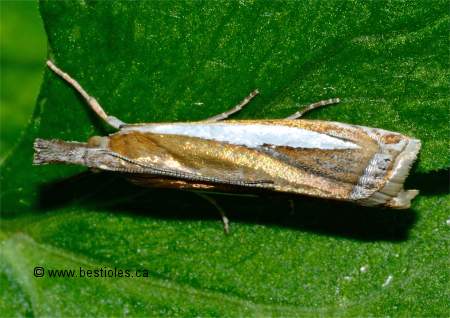 Photo de Crambus leachellus