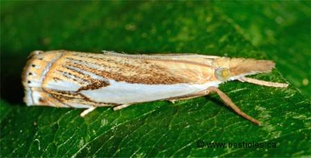 Photo de Crambe des pâturages (Crambus pascuella)