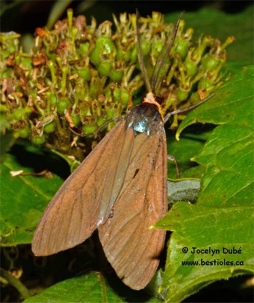 Cténuche de virginie - Ctenucha virginica