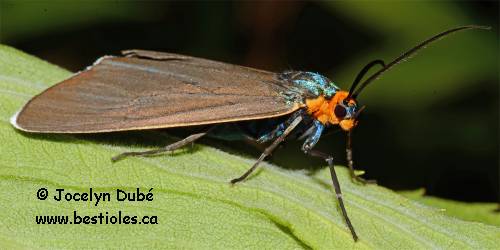 Photo de Cténuche de Virginie (Ctenucha virginica)