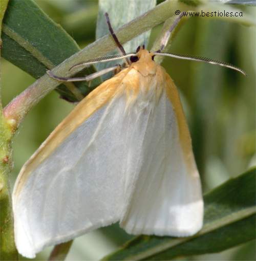 Cycnia tenera