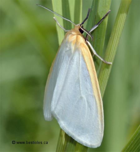 Photo d'arctiide d�licat - Cycnia tenera
