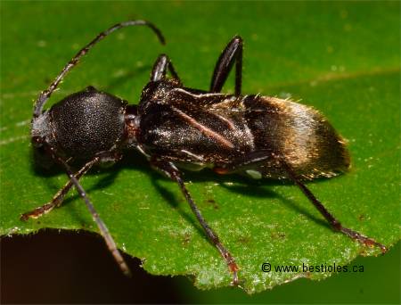 Longicorne � trois bosses - Cyrtophorus verrucosus