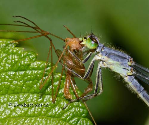 Demoiselle qui mange une proie