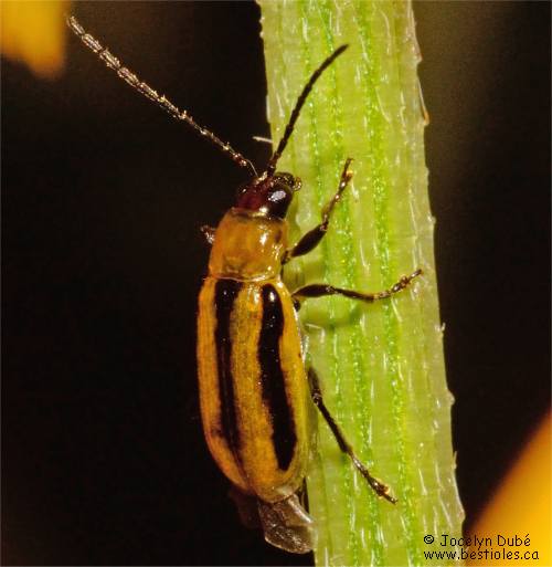 Diabrotica virgifera