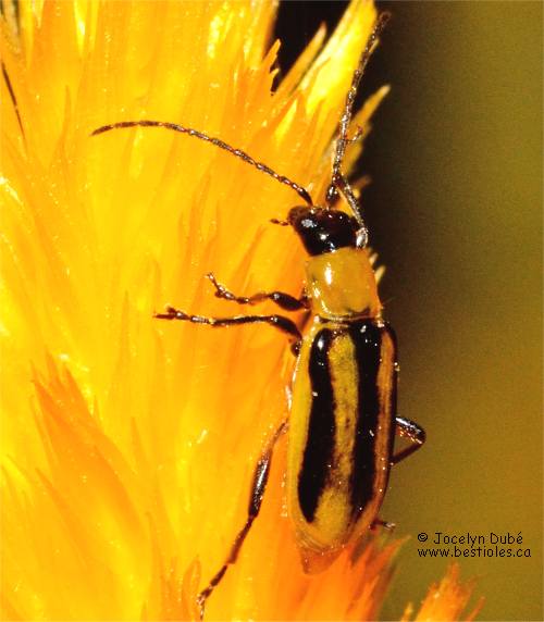 Chrysom�le occidentale des racines du ma�s (Diabrotica virgifera)