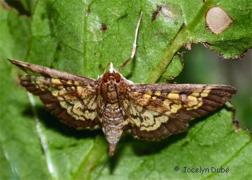 Diacme adipaloides