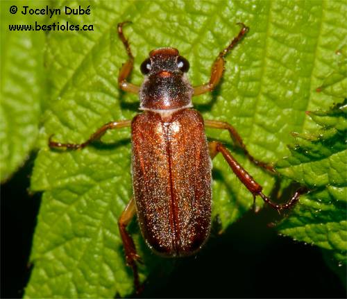 Dichelonyx subvittata