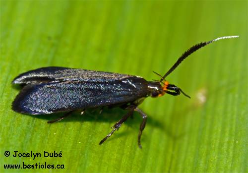 Dichomeris nonstrigella