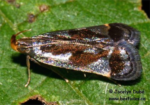 Dichomeris ochripalpella