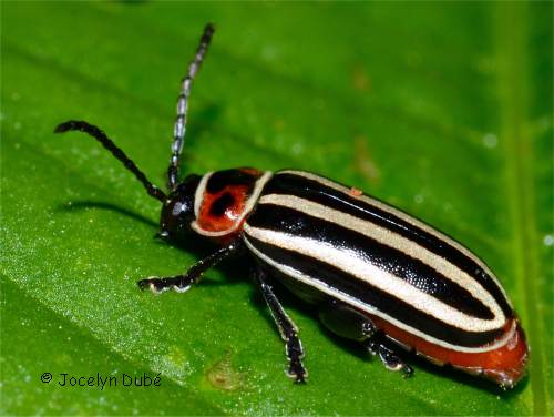 Altise � tache hexagonale (Disonycha uniguttata)