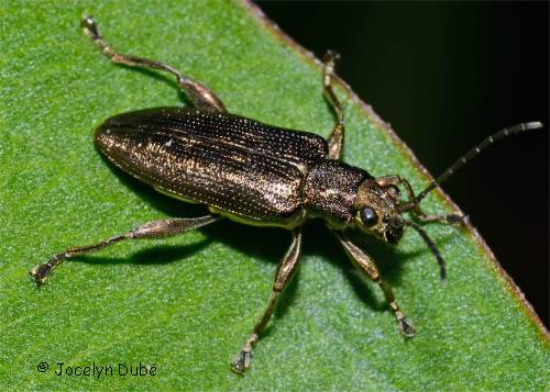 Donacie (Tribu des Donaciini)