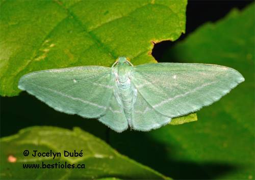 G�om�tre de la vigne