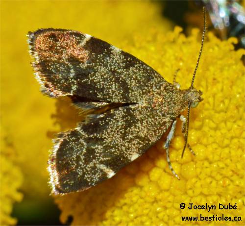 Eido trimaculella (Oecophorinae)