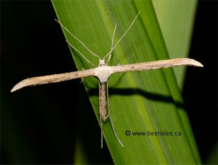 Photo d'un pt�rophore commun (emmelina monodactyla)